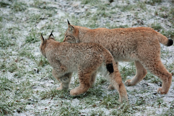 Obraz premium Luchs