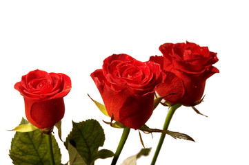 Fototapeta premium red roses macro shot