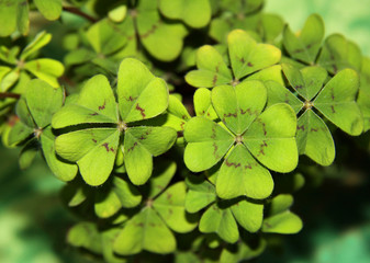 vierbl&auml;ttriges Gl&uuml;cksklee