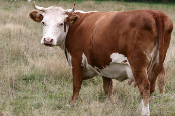 Fototapeta na wymiar Danish cows