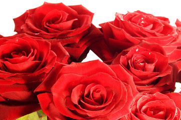 red roses macro shot