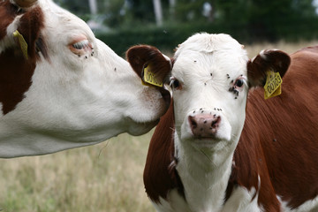 Danish cows