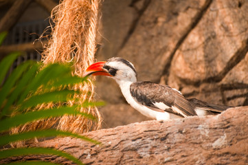 Hornbill