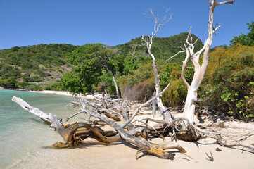 plage union island grenadines