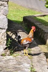 coq antillais