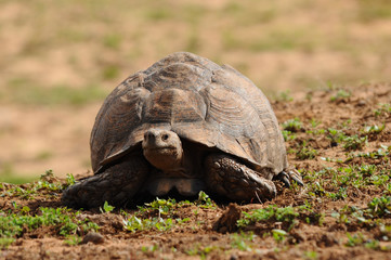 Fototapeta premium leopard tortoise