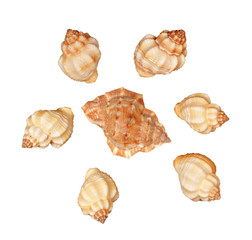 Seashells