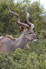 Naklejka na ściany i meble Kudu Antelope Male