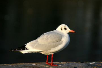 Möwe
