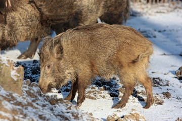 wildschwein