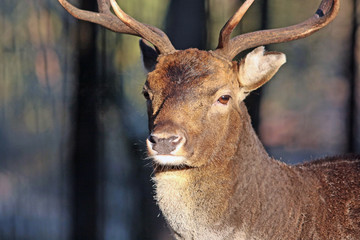 Hirsch © Petra Kohlstädt