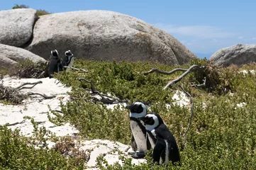 Poster jackass penguin at The boulders beach © senai aksoy