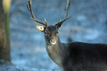 Hirsch © Petra Kohlstädt