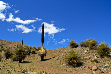 Puya Raimondi im Andenhochland, Peru