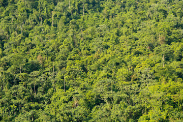 Fototapeta na wymiar Rainforest w Peru, Ameryka Południowa
