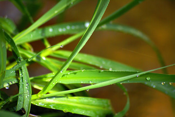 gras