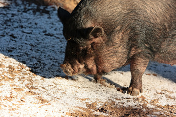 Fototapeta premium Schwein