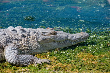 Crocodile