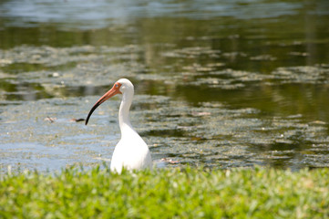 long billed bird