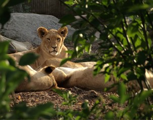 Fototapeta na wymiar Female lion with cubs
