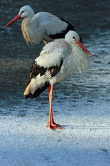 Storch