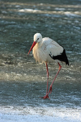 Storch