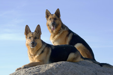 two Germany shepherds on the stone