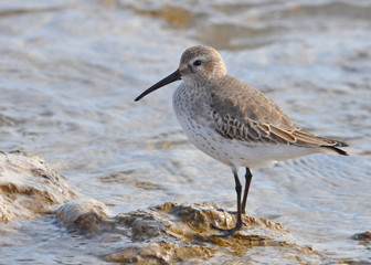 Shorebird on Rocks