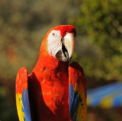 Colorful parrot