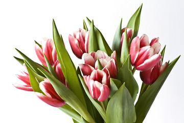 TULIP BOUQUET