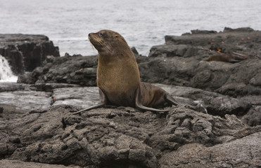 Fur Sea lion on the Galapagos Islands