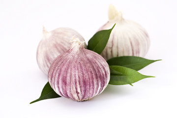 Garlic