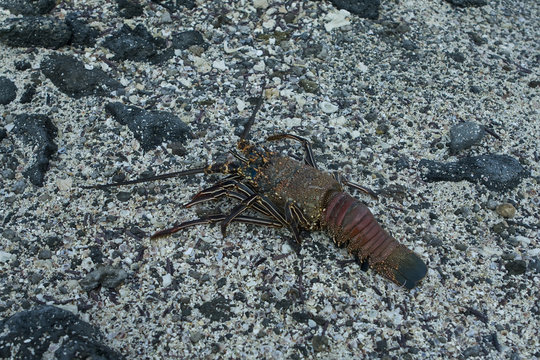 Lobster in Galapagos Island