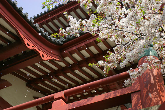 Cherry Blossom