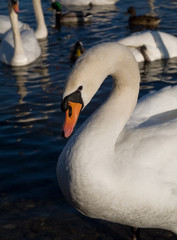 Portrait de cygne