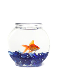 Lone Goldfish in a Fishbowl