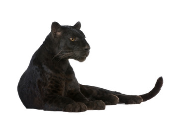 Black Leopard (6 years) © Eric Isselée