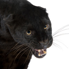 Naklejka premium Black Leopard (6 years)