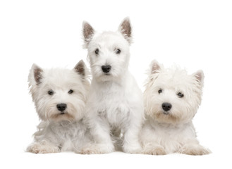 West Highland White Terrier