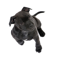 Naklejka premium Staffordshire Bull Terrier puppy (2 months)