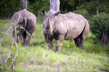 Fototapeta premium Rhino, one of the big five