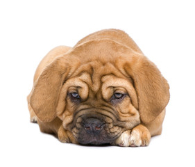 Dogue de Bordeaux puppy (2 months)