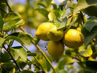 A lemon  tree