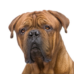 Obraz premium Dogue de Bordeaux (2 years)