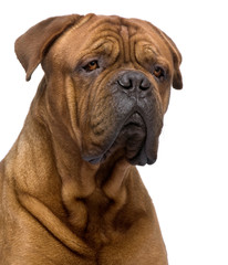 Dogue de Bordeaux (2 years)
