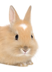 young Rabbit