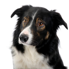 close-up on a Border Collie (2,5 years)