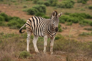 Zebra