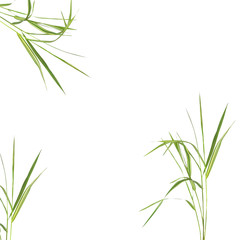 Bamboo Leaf Grass