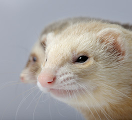 ferret - Mustela putorius furo